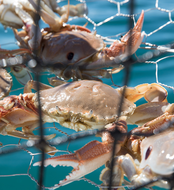 Sand Crab - Southern Ocean Express